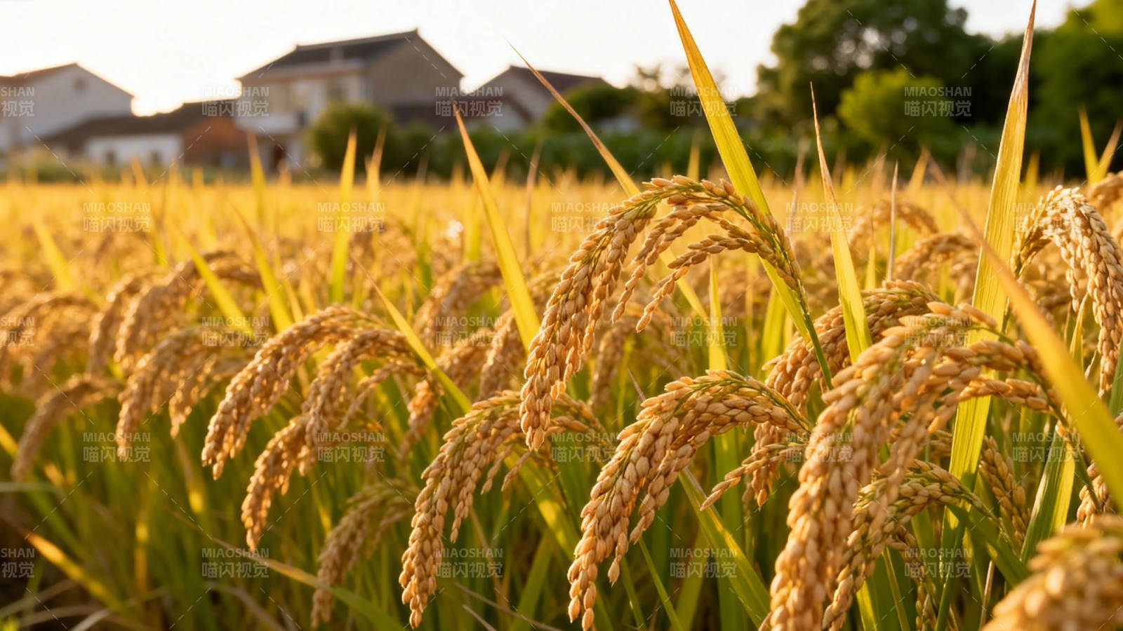 金黄稻穗迎夕阳图片