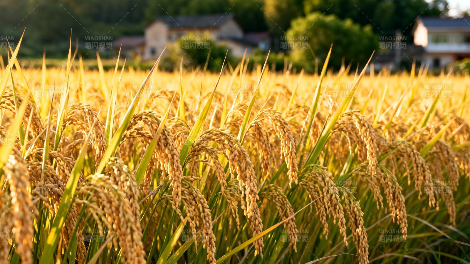 金黄稻田映夕阳图片