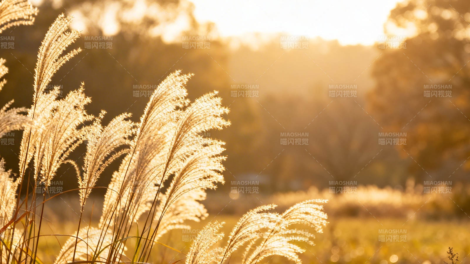 夕阳下的芦苇荡图片