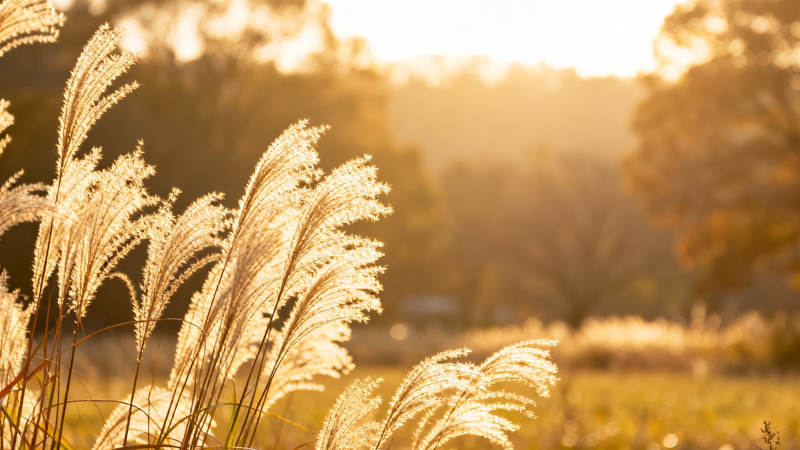 夕阳下的芦苇荡图片
