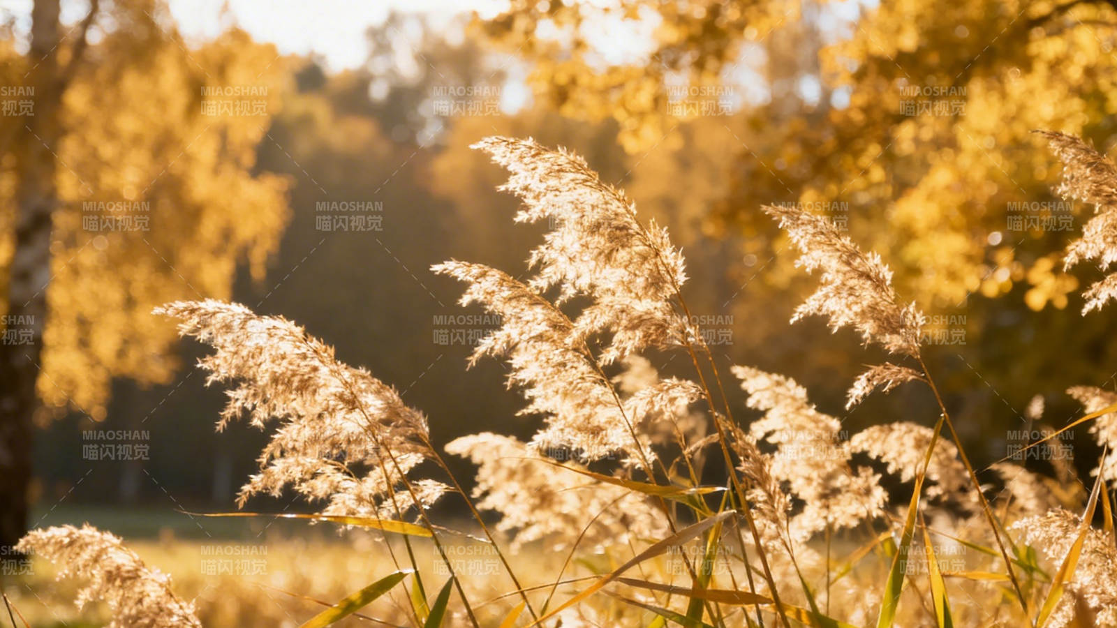 秋日芦苇 金黄暖阳照图片