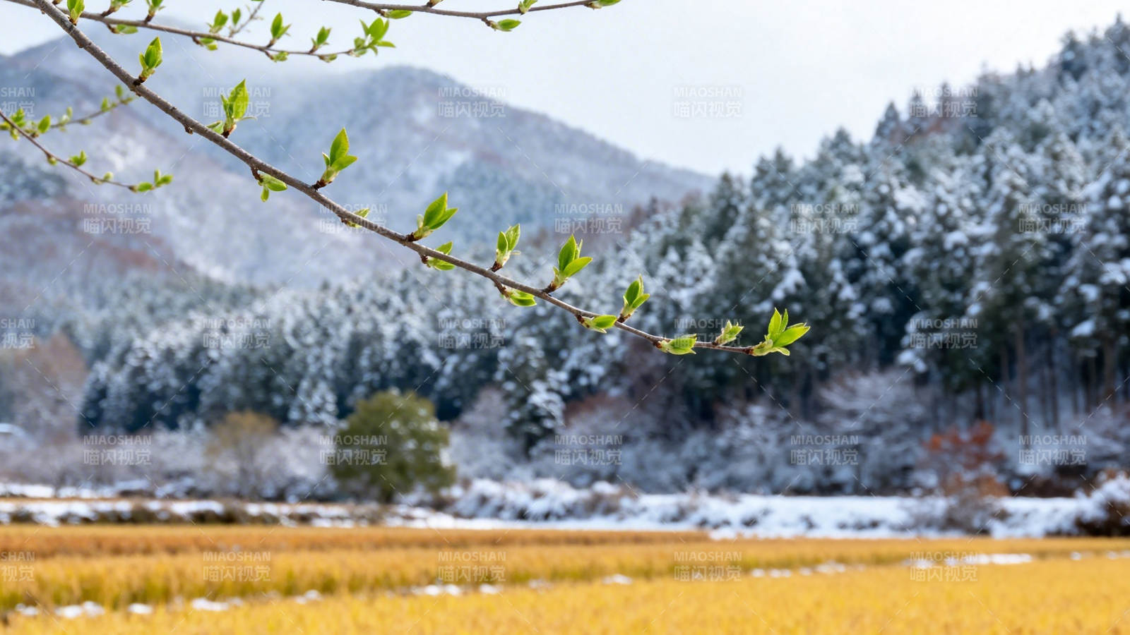 雪覆山林 嫩芽初绽春意浓图片