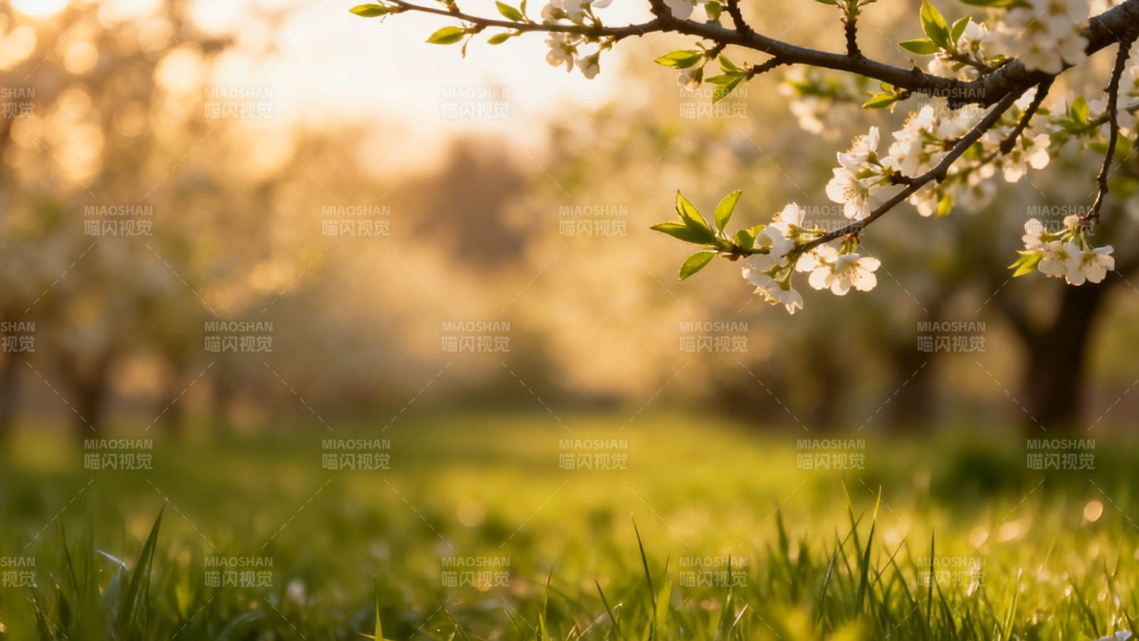 春日花开 暖阳洒绿茵图片