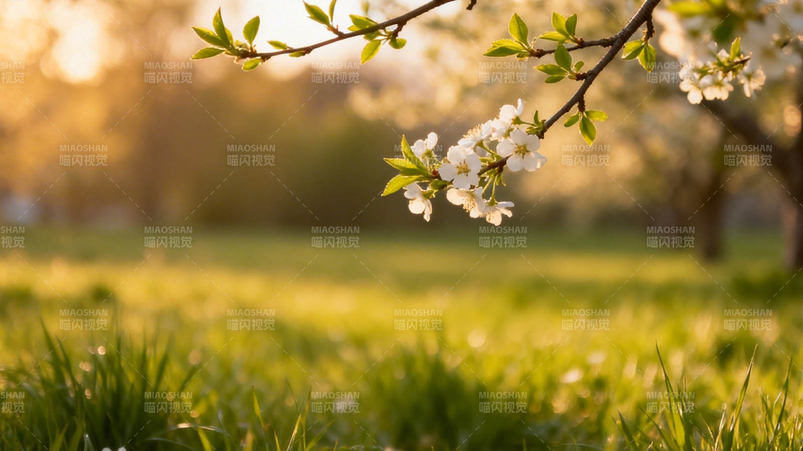 春日花枝映暖阳图片