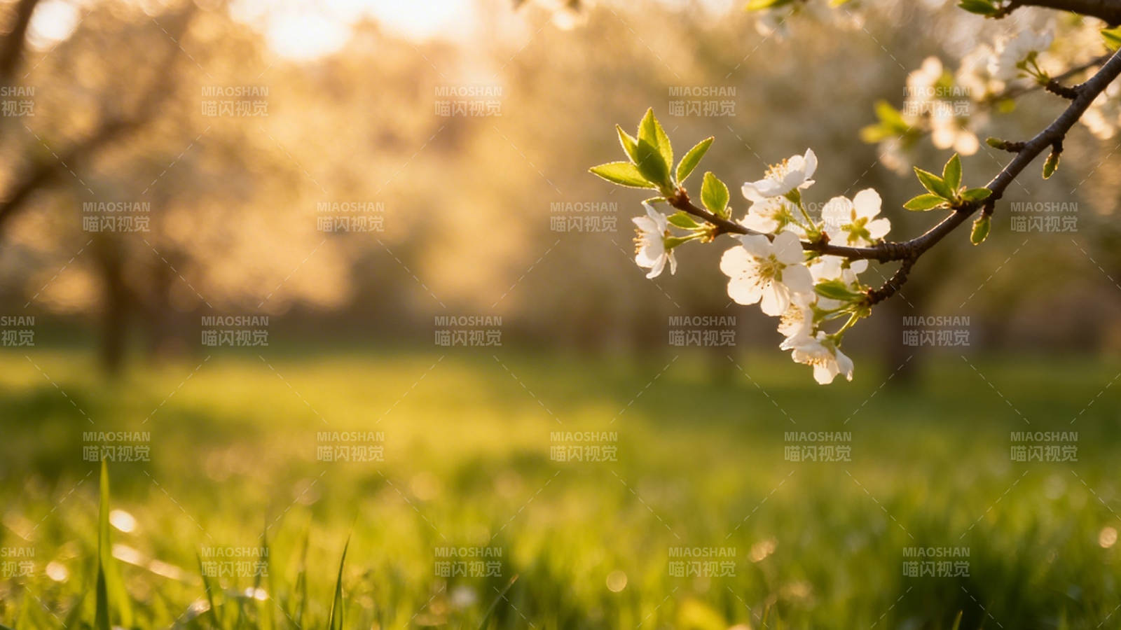 春日花枝映暖阳图片