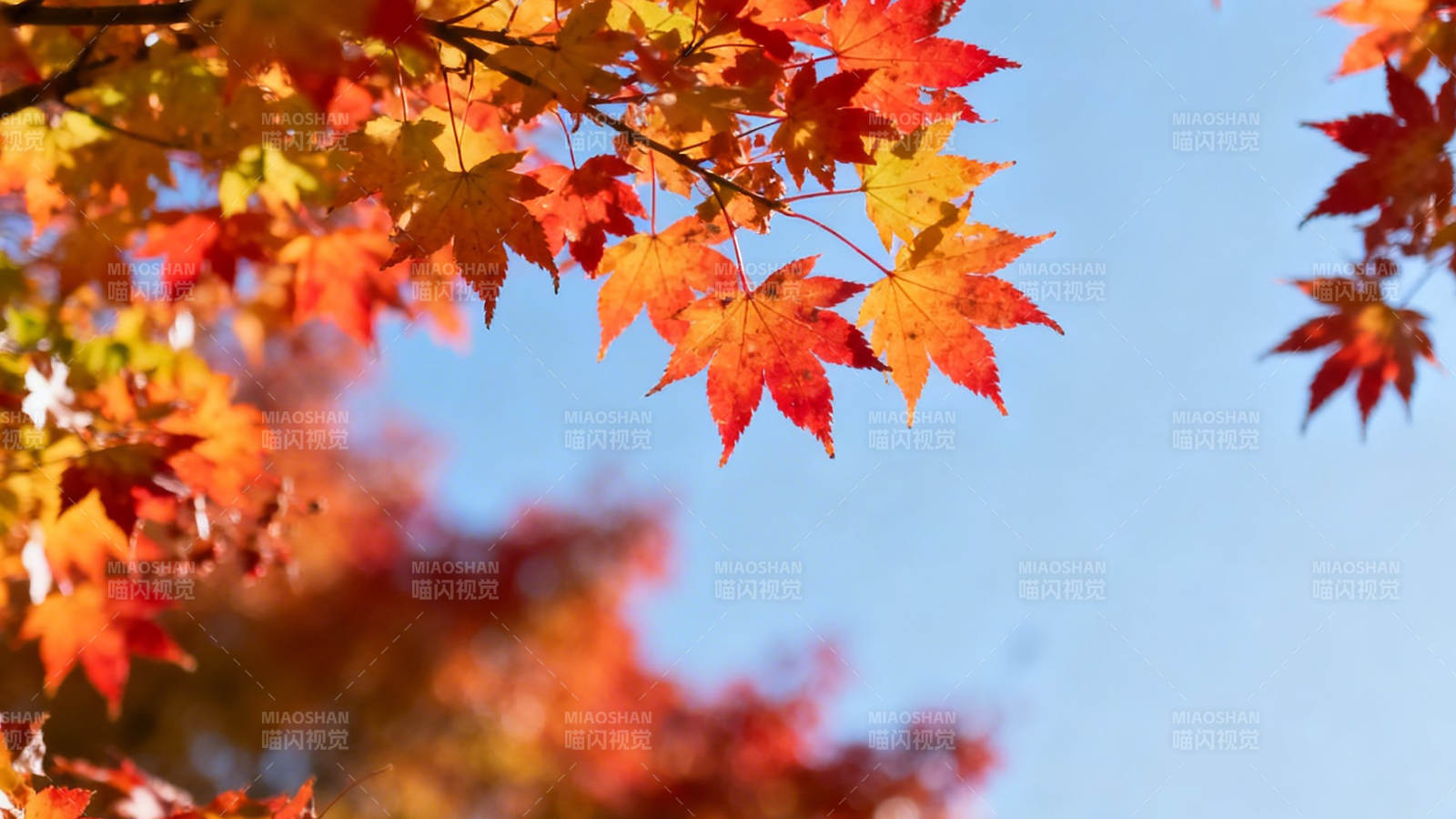 秋叶映蓝天 红黄醉人心图片