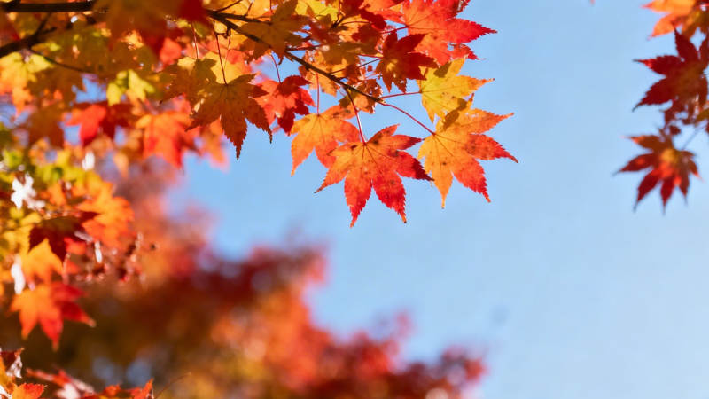 秋叶映蓝天 红黄醉人心图片