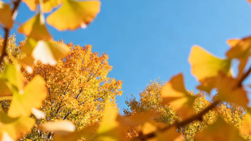 秋日银杏映蓝天图片