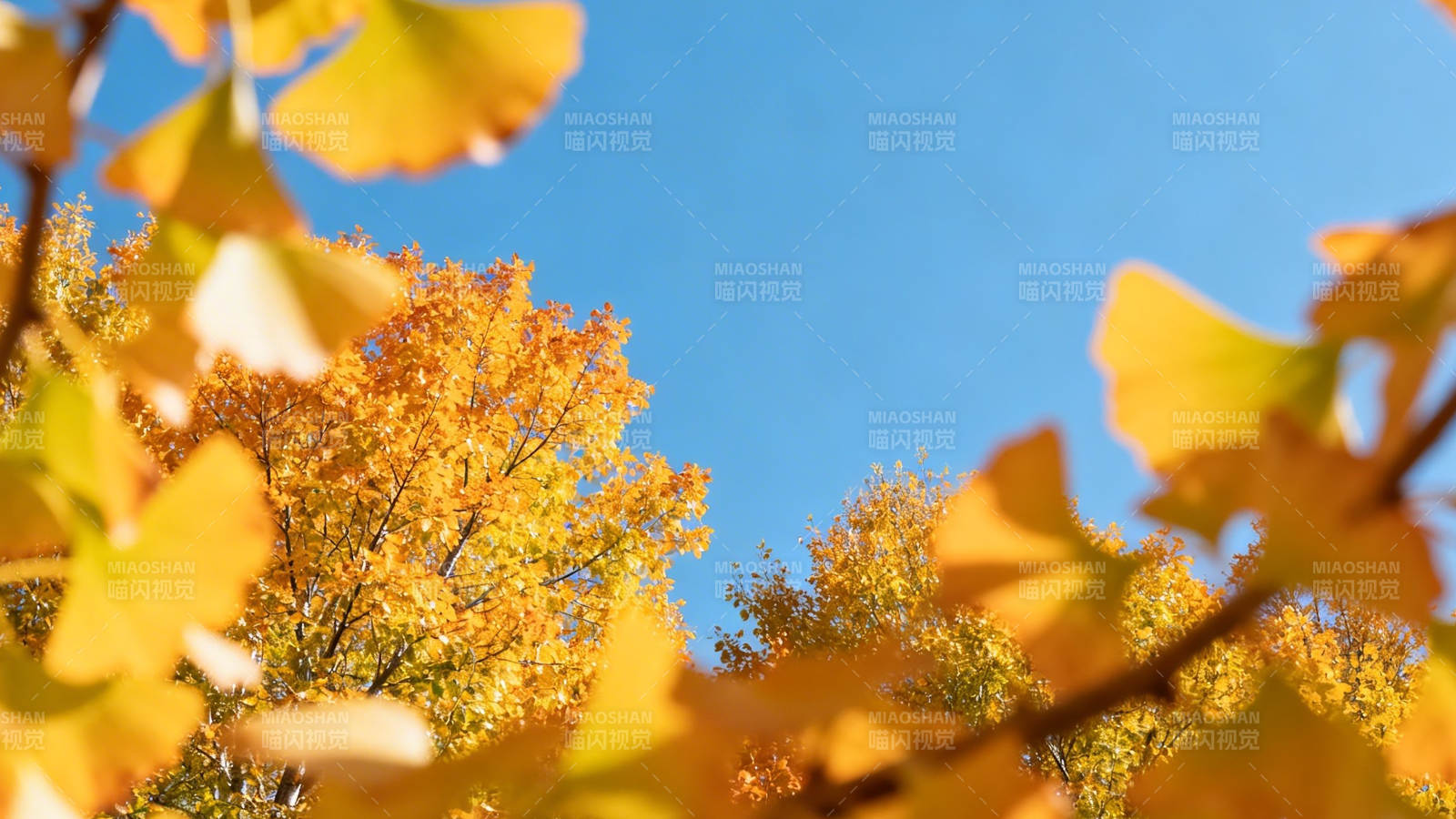 秋日银杏映蓝天图片