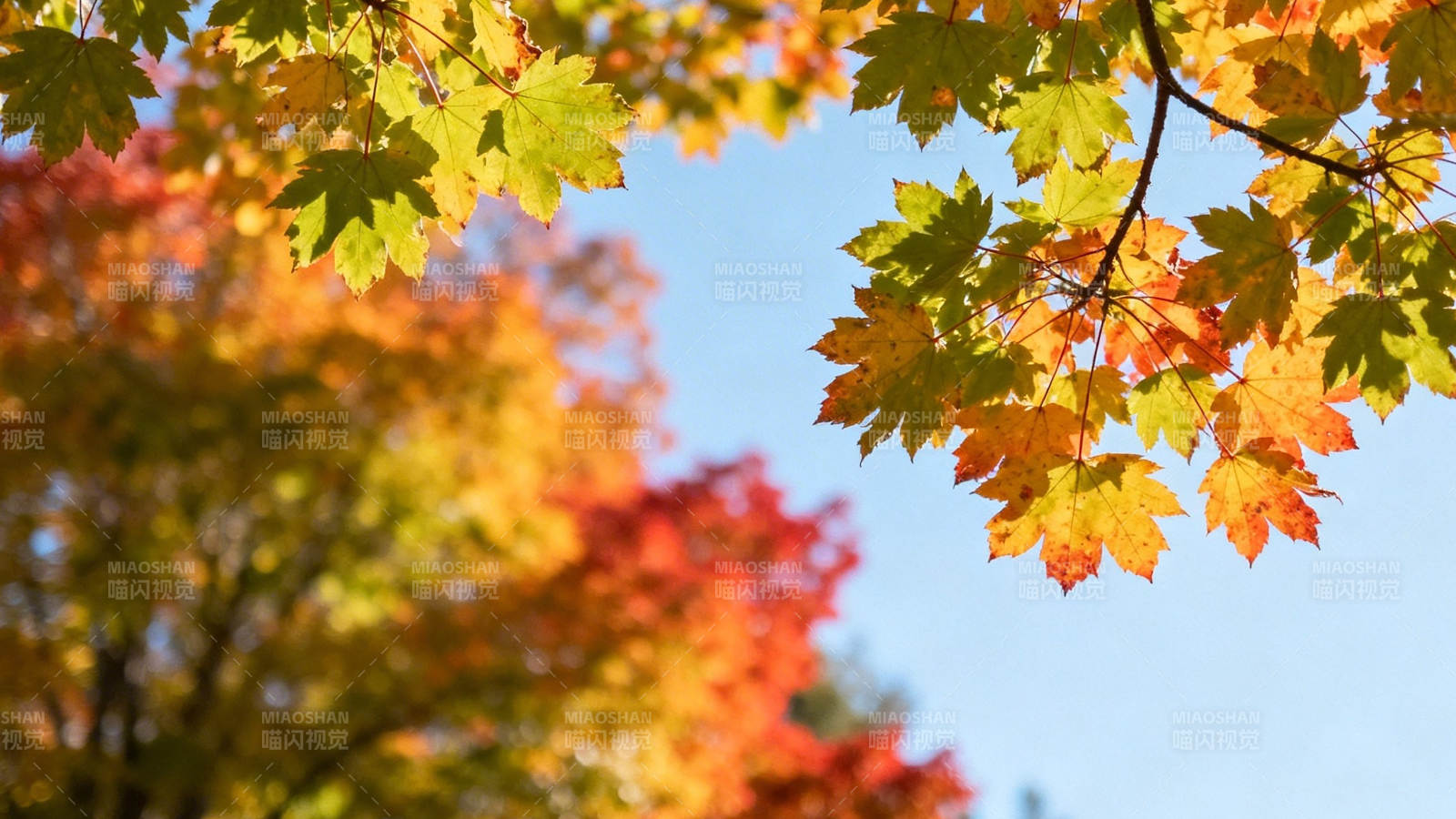 秋叶斑斓映蓝天图片