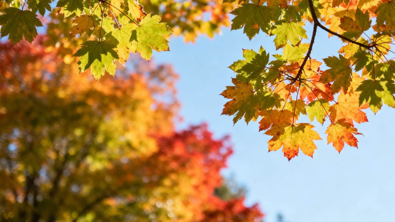 秋叶斑斓映蓝天图片