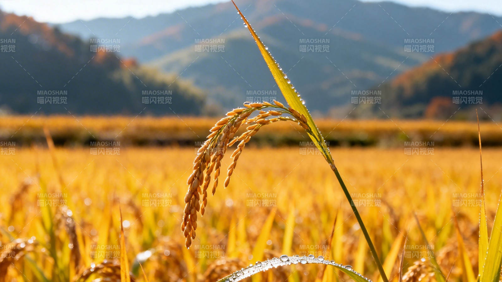 秋稻金黄 山远穗垂露图片