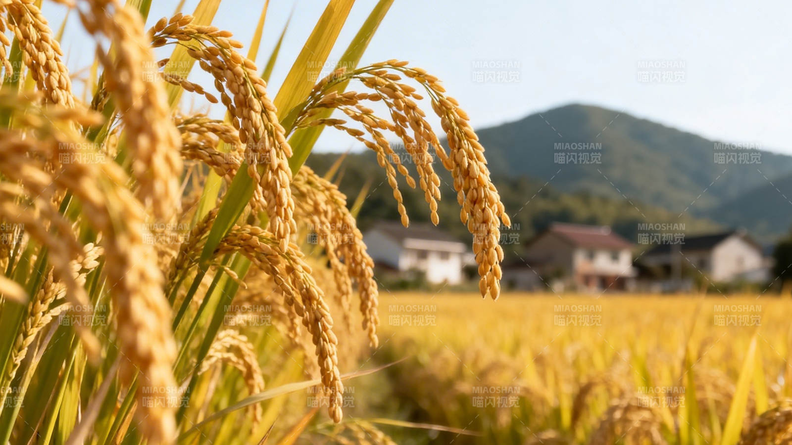 金黄稻穗映山乡图片