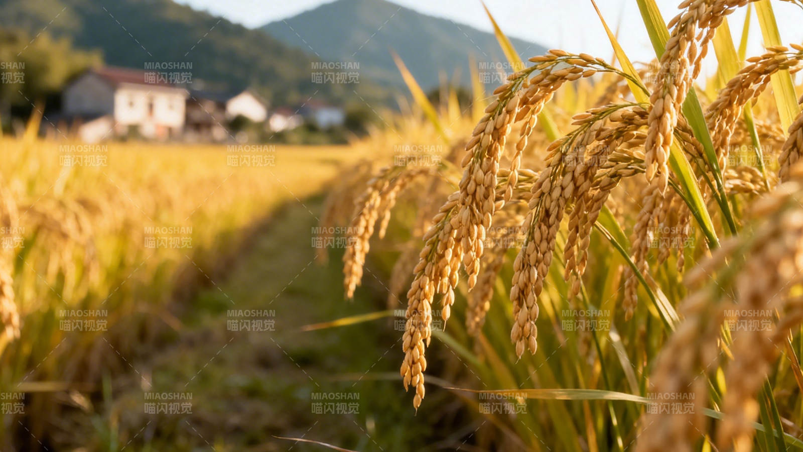 金稻丰收 山野人家图片