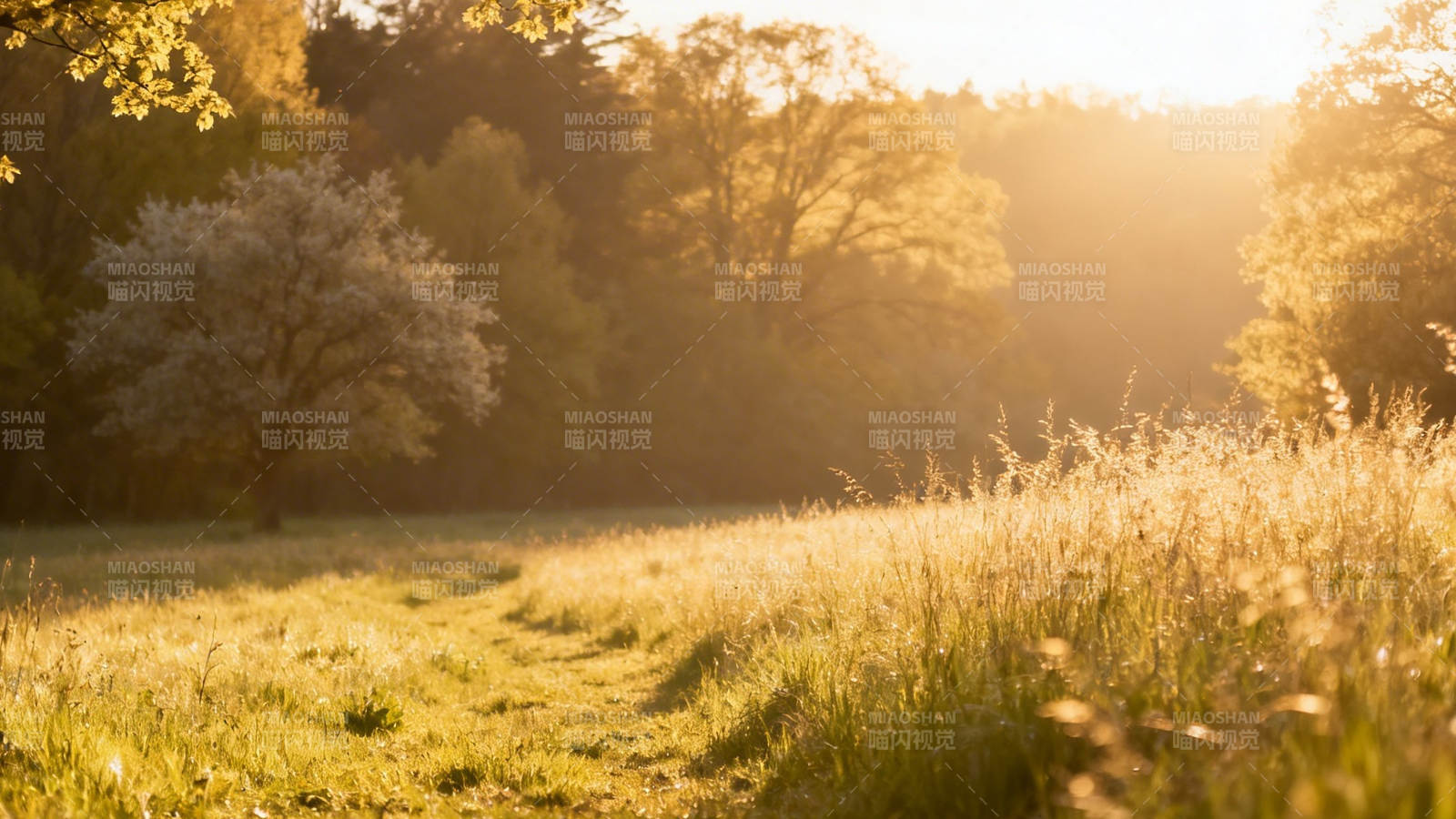夕阳金辉洒草径图片
