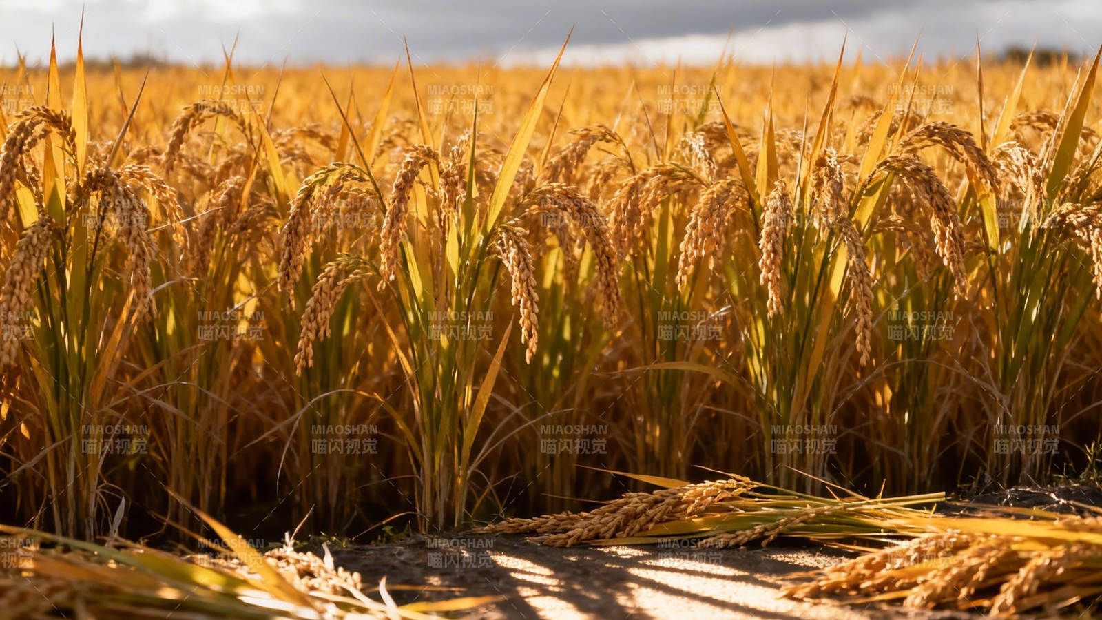 金黄稻浪迎丰收图片