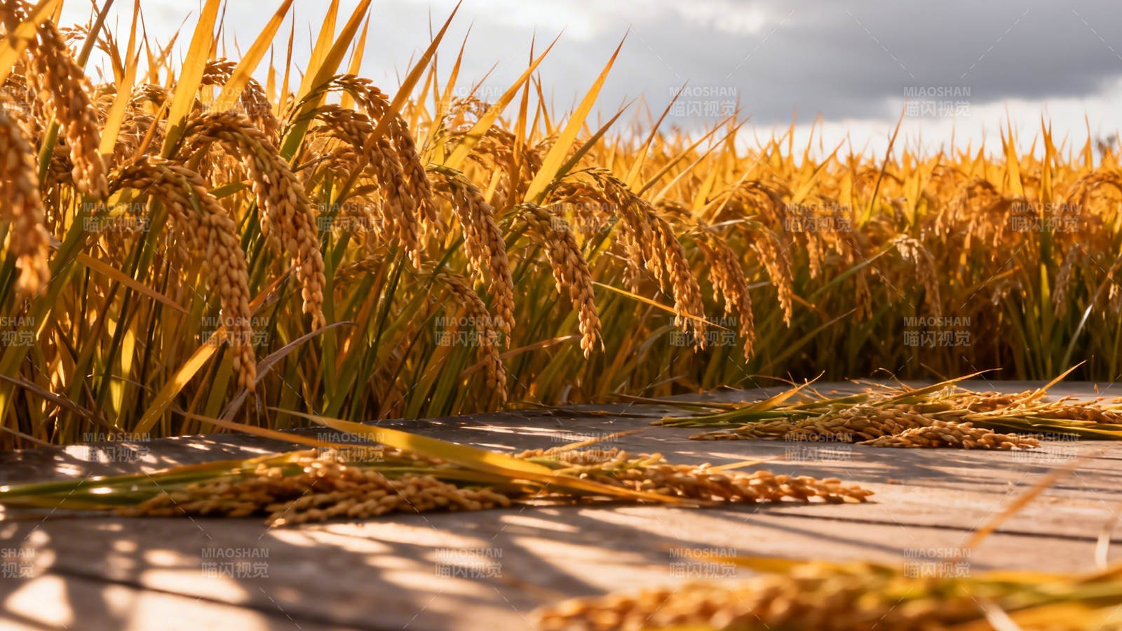 金黄稻浪 丰收在望图片
