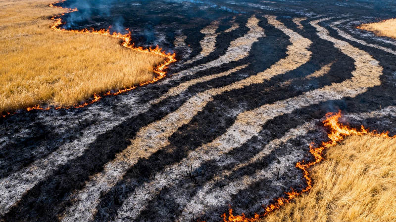 草原火线蜿蜒如蛇舞图片