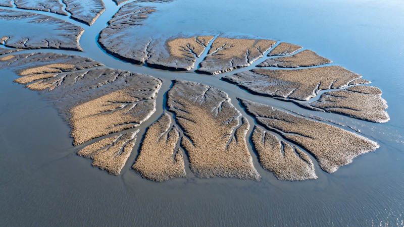 滩涂如叶 水纹似脉图片