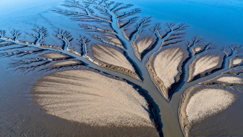 滩涂如树 水脉生花图片