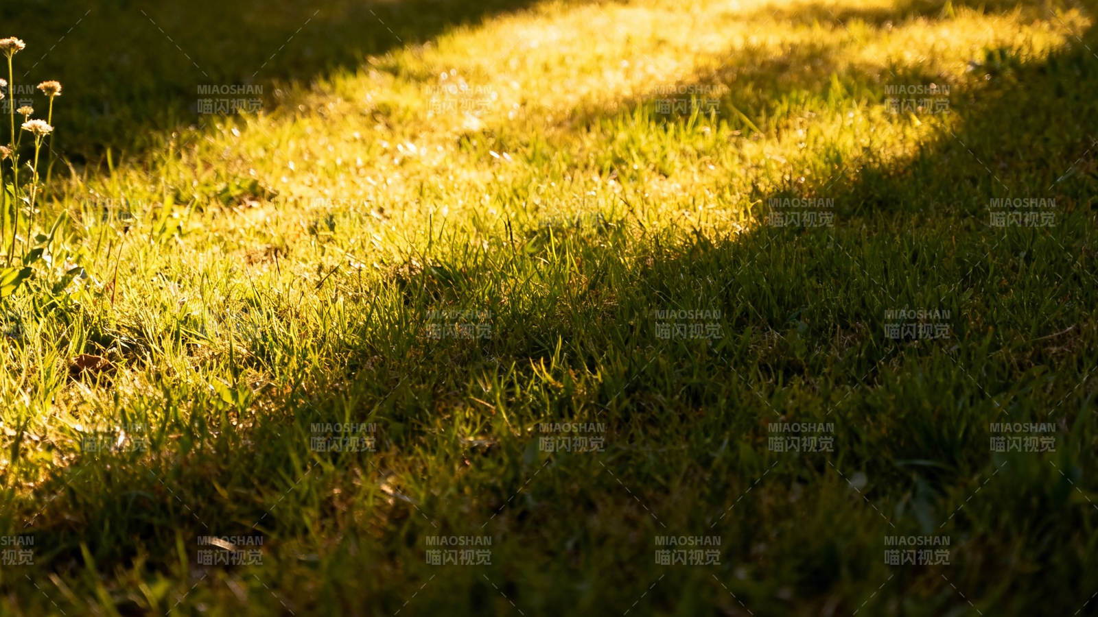 光影斑驳的草地图片