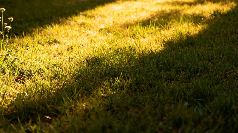 光影斑驳的草地图片