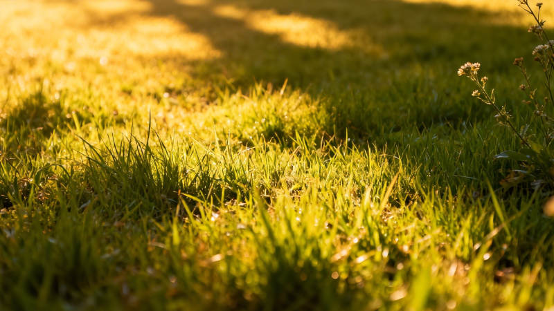 阳光洒落 草叶金黄图片