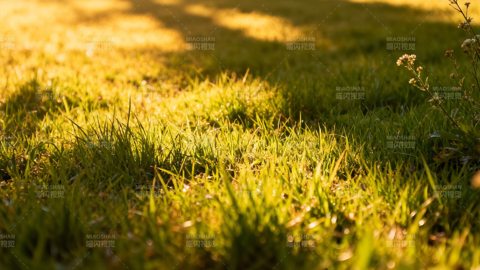 阳光洒落 草叶金黄图片