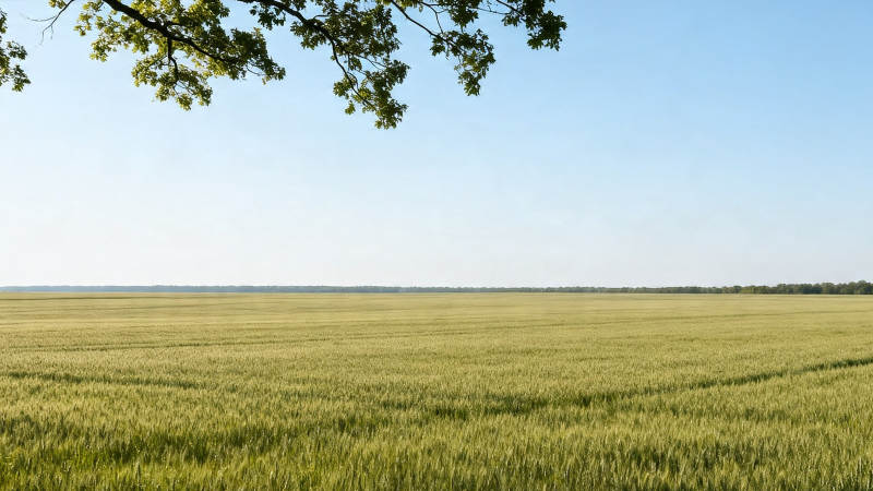 麦田无垠 树影轻拂蓝天图片