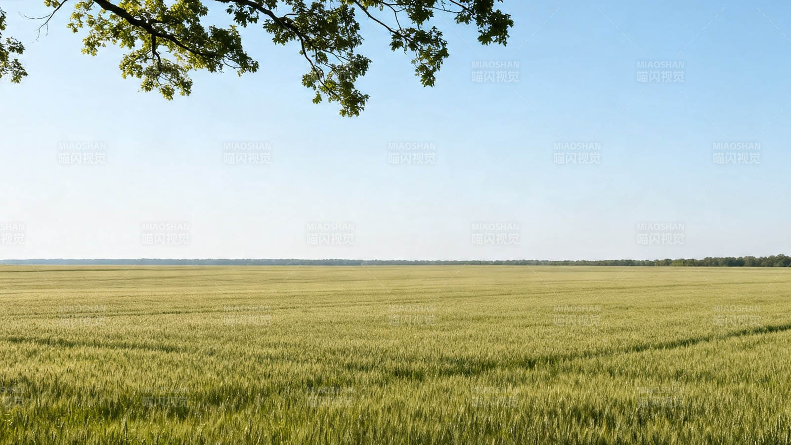 麦田无垠 树影轻拂蓝天图片