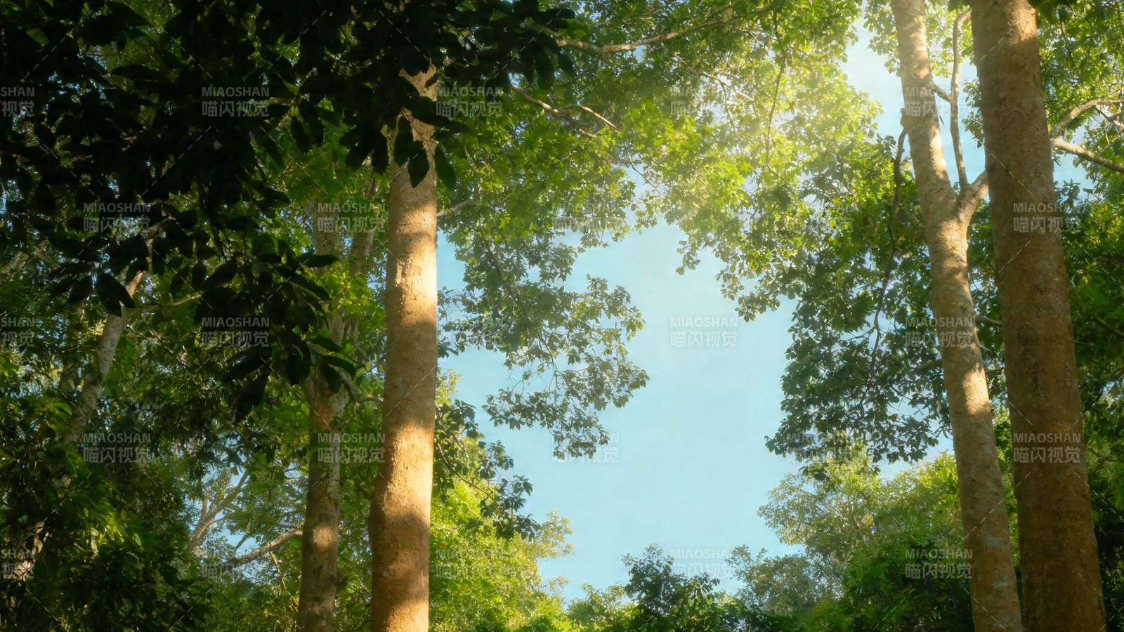 林间仰望 阳光穿叶隙图片