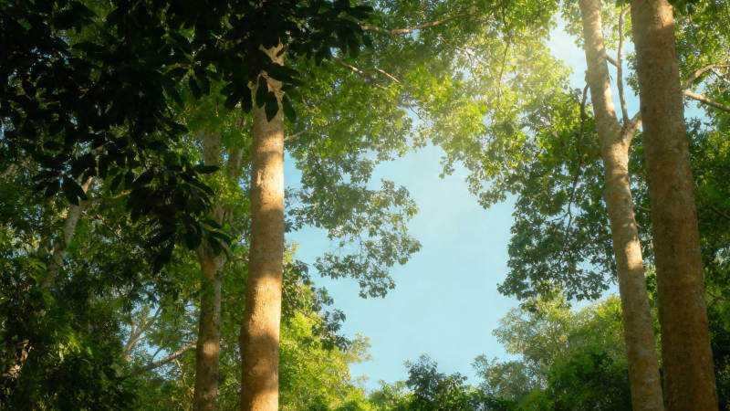 林间仰望 阳光穿叶隙图片