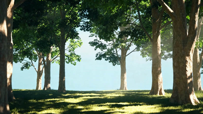 林间光影 静谧绿野图片