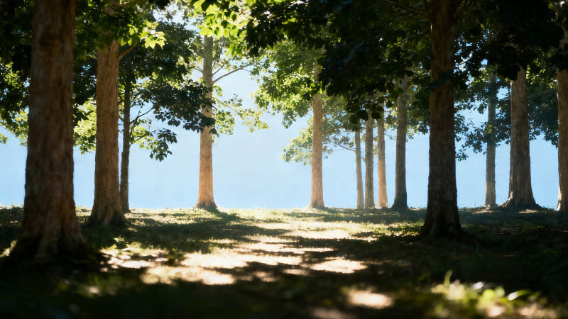 林间小径 阳光斑驳图片