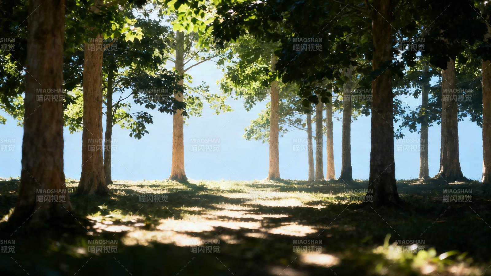 林间小径 阳光斑驳图片