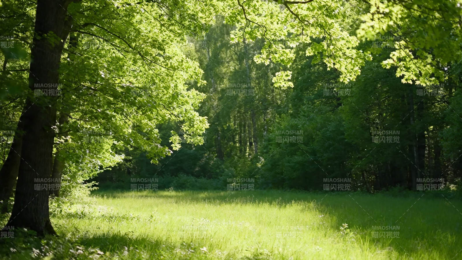 绿荫草地 阳光斑驳林间图片