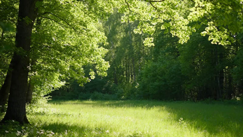 绿荫草地 阳光斑驳林间图片