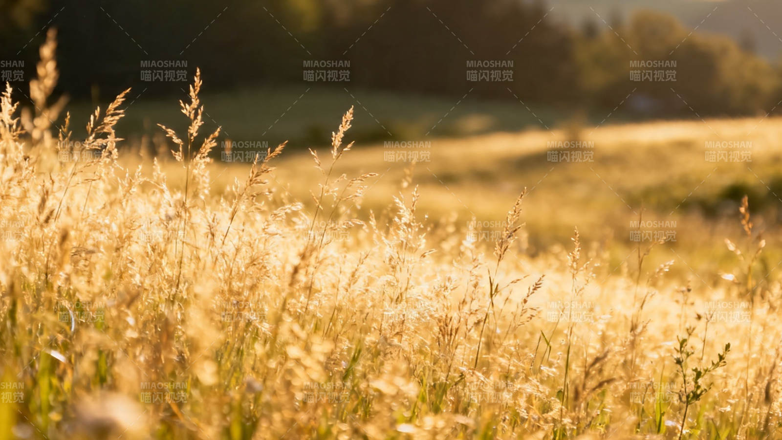 夕阳下的金色麦田图片