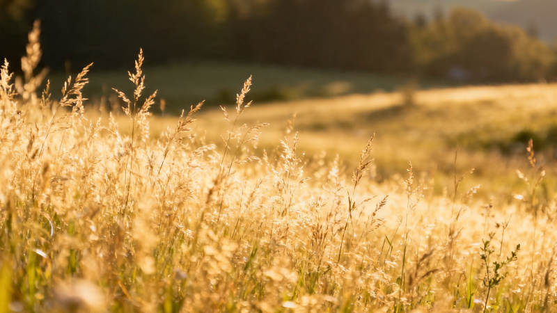夕阳下的金色麦田图片