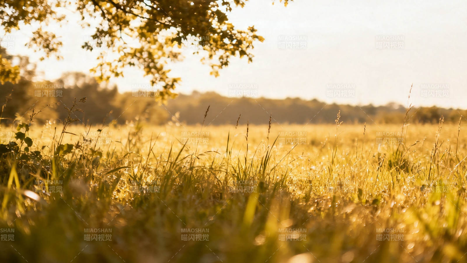 秋日暖阳下的金黄草野图片