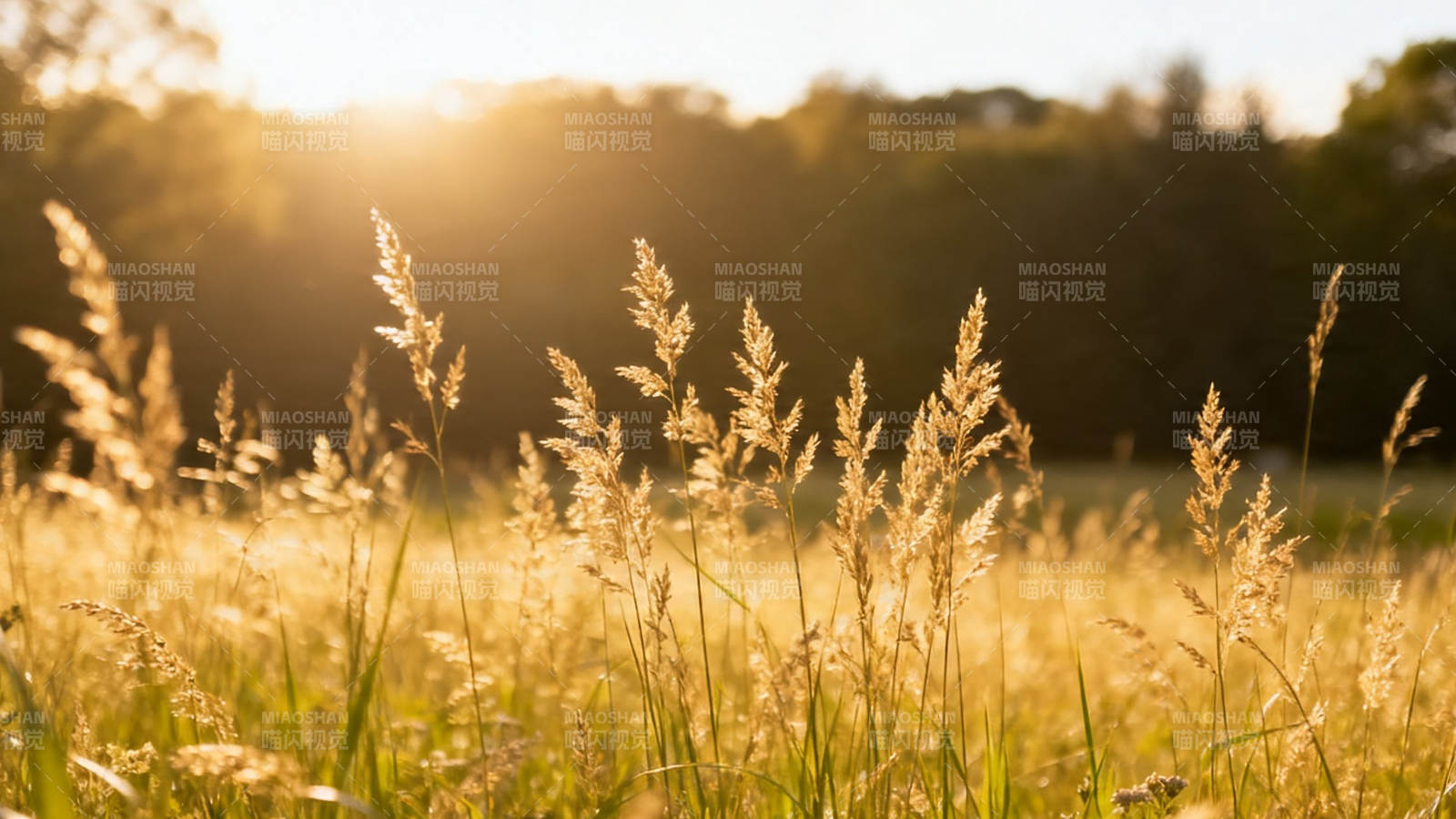 夕阳金草 温柔如画图片