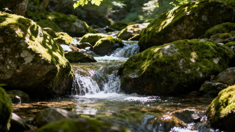 苔石溪流 清幽自然景图片