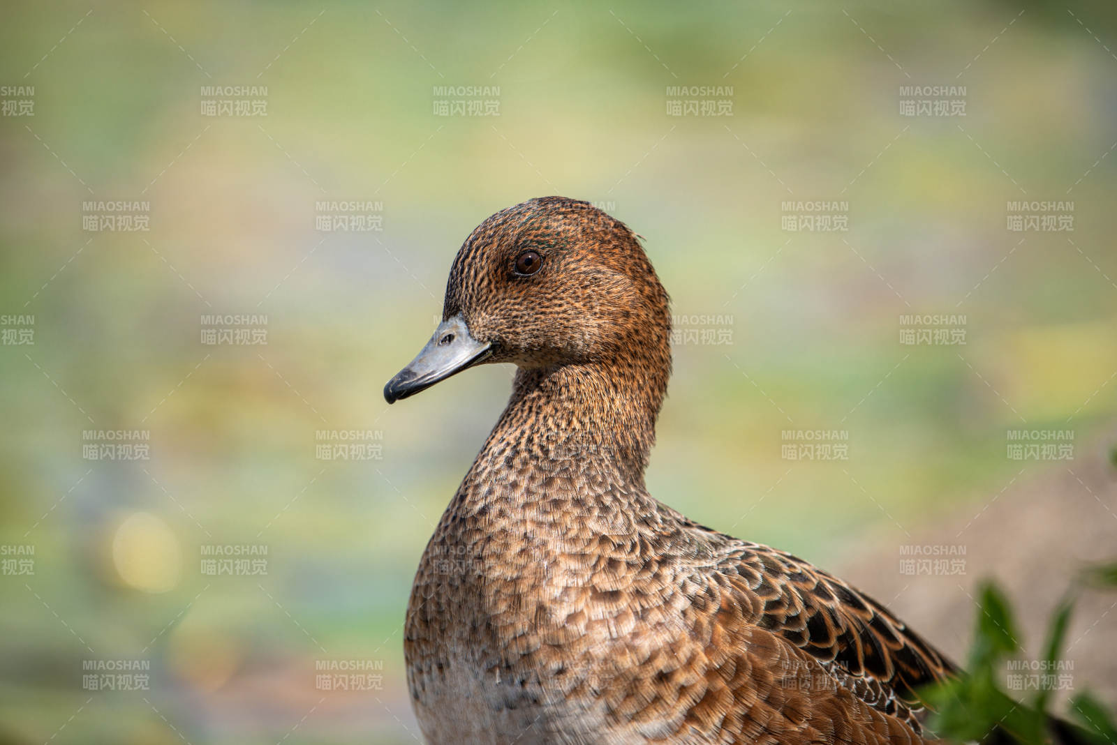 棕羽鸭侧影 自然静谧美图片