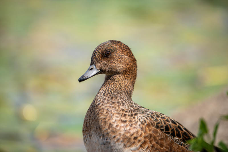 棕羽鸭侧影 自然静谧美图片