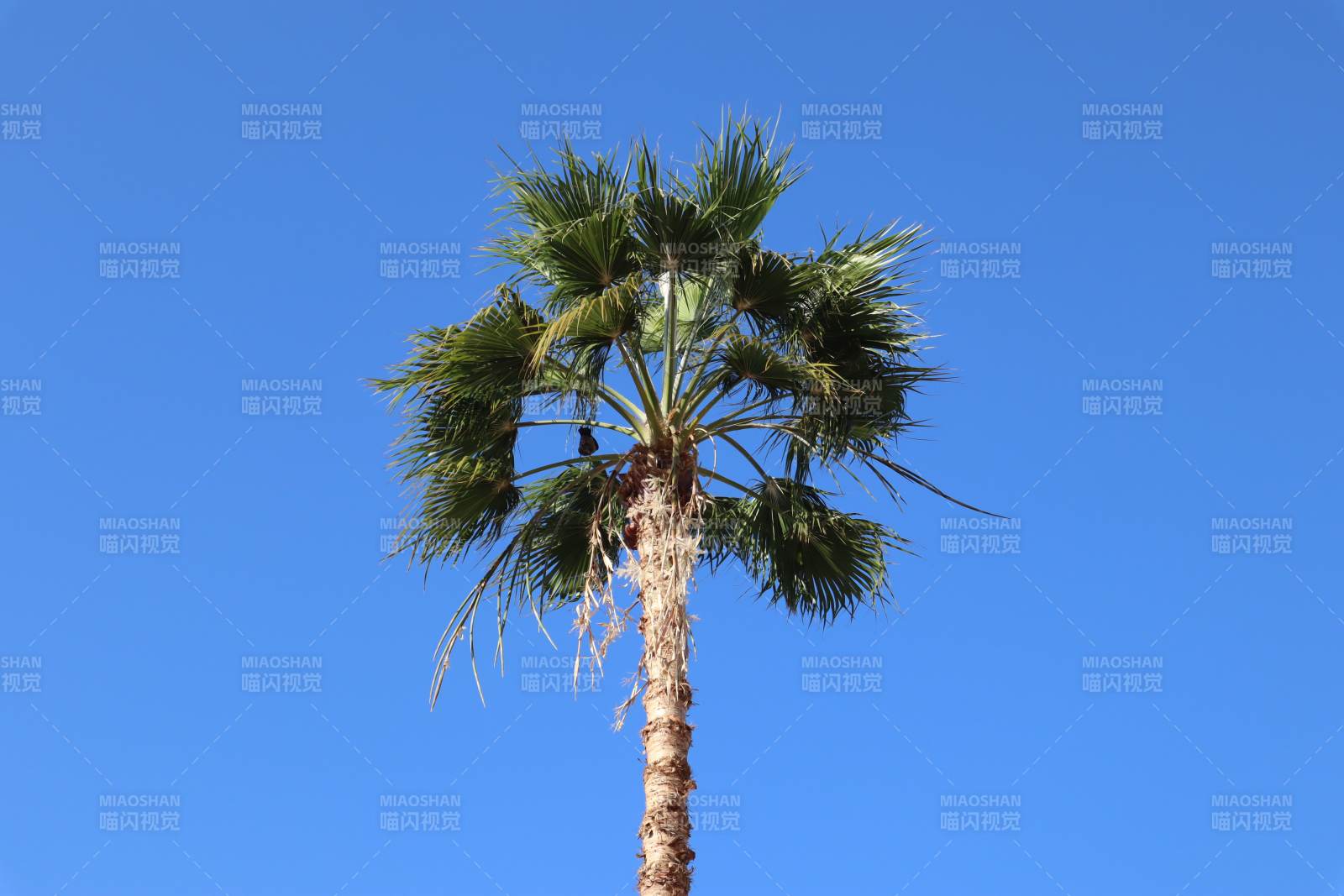 蓝天下的棕榈树图片