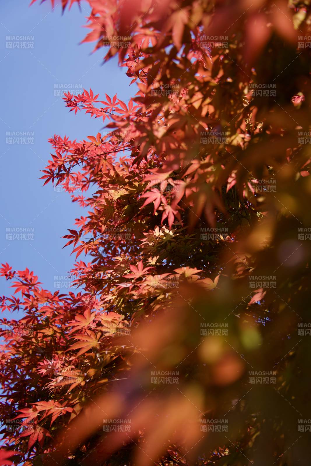 红叶映蓝天 秋意浓如酒图片