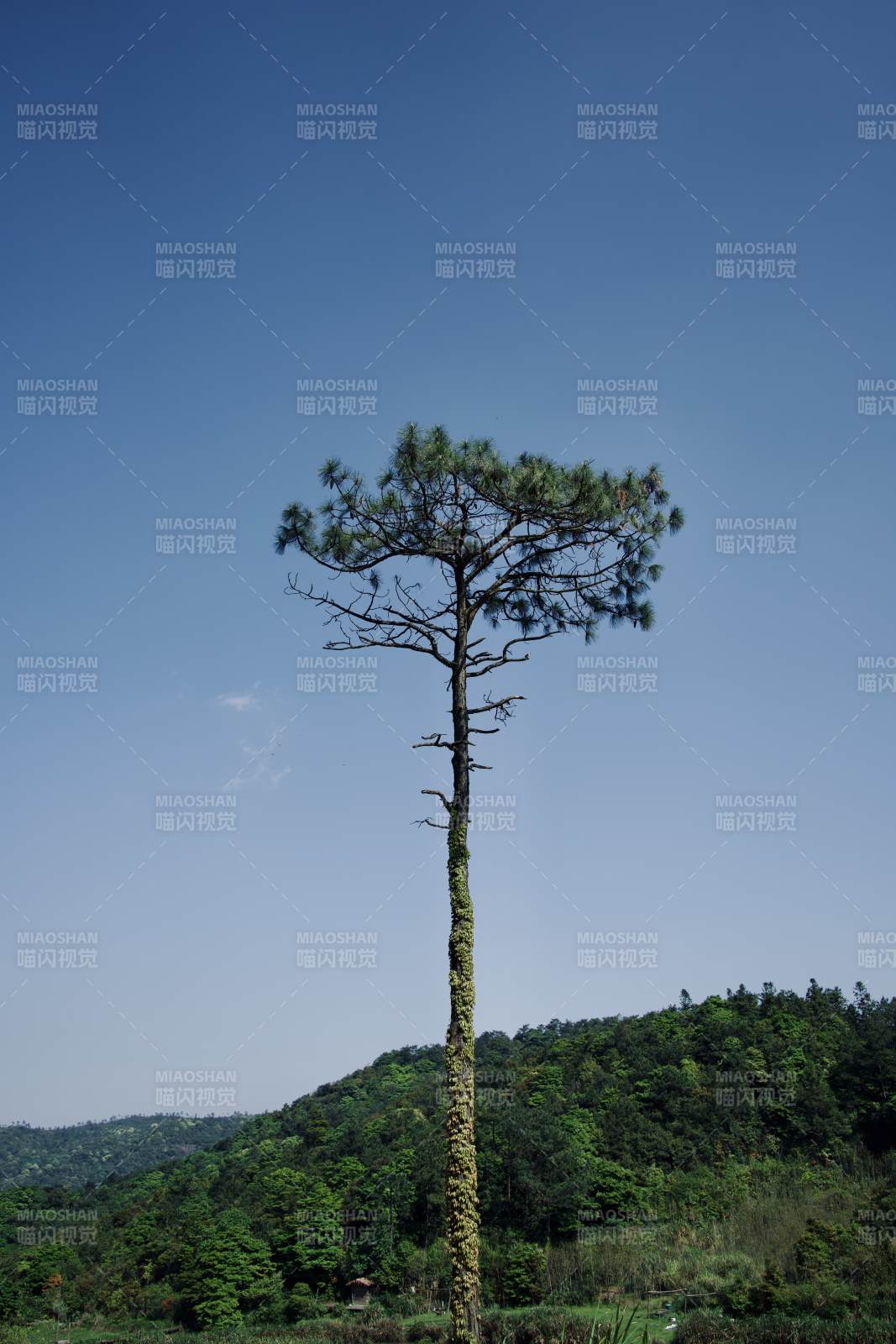 孤松立青山 蓝天映翠影图片