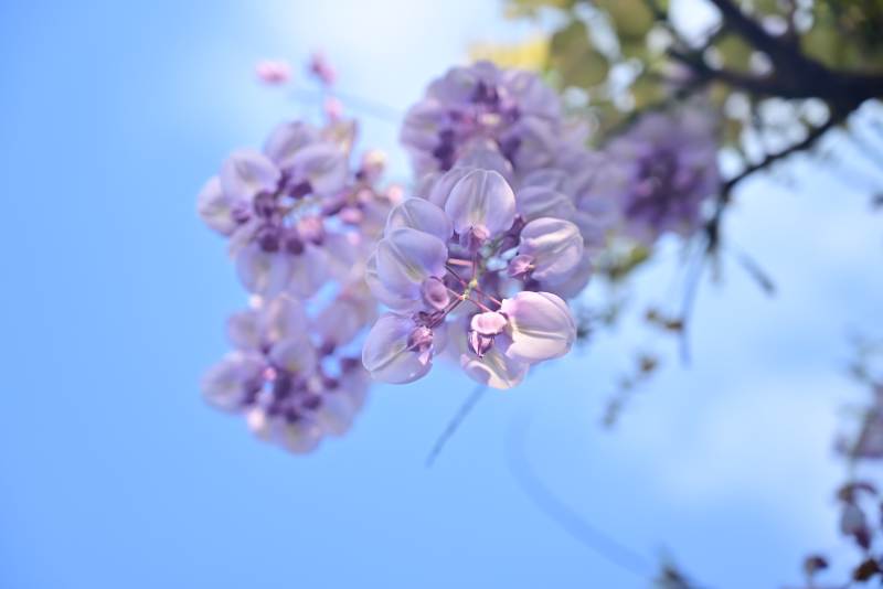紫花映蓝天 春意正浓时图片