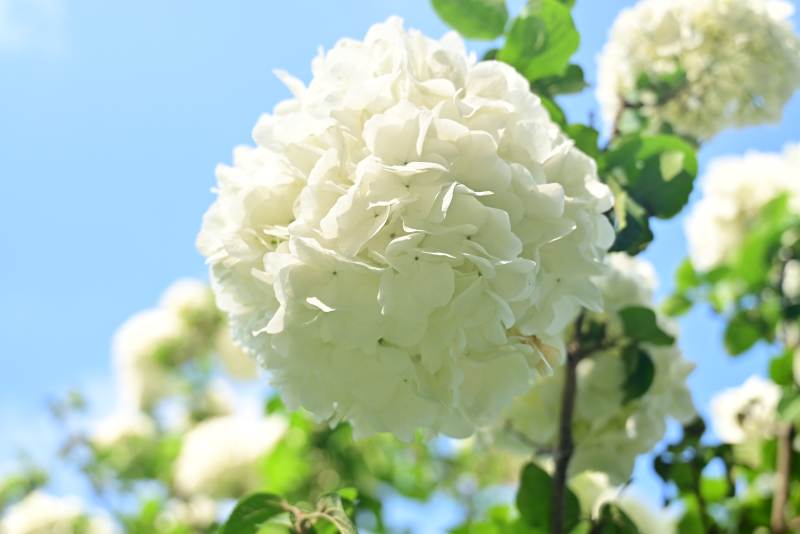 白花簇拥 蓝天映衬图片