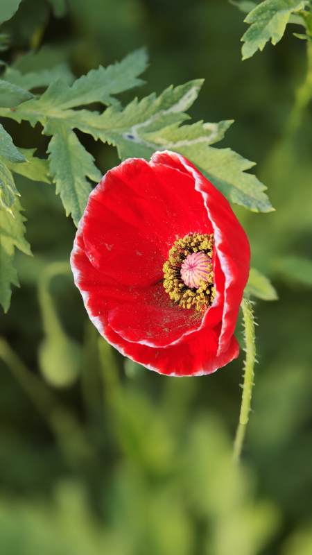 红罂粟绽放于绿叶间图片